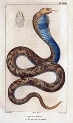 De aspic van de ouderlingen, zijn hoofd gezien van boven. Fauna des Mdecins ou histoire des animaux et de leurs produits door Hippolyte Cloquet - Deel 6 - 1825
