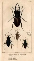 De mannelijke wouw dakraam, natuurlijke grootte, het Reduve masker, de gewone blaps, de proscarabee Meloe in 