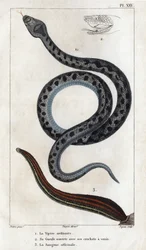 De gewone adder, zijn mond open met zijn giftanden, de officinale Sangue. Fauna des Médecins ou histoire des animaux et de leurs produits door Hippolyte Cloquet - Volume 6 - 1825.