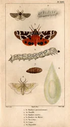 De processionele Bombyce, zijn rups, de Marten Bombyce, de Murier Bombyce, de Zijderups, zijn cocon, zijn pop. in 