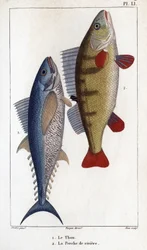 Tonijn en rivierbaars. 