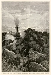Een kudde van tien of twaalf duizend buffels versperde de weg, uit De Reis om de Wereld in Tachtig Dagen door Jules Verne (1828-1905), gegraveerd door Louis Prevost, 1873