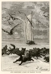 En soms een roedel prairie wolven, uit De Reis om de Wereld in Tachtig Dagen door Jules Verne (1828-1905) gegraveerd door Louis, 1873