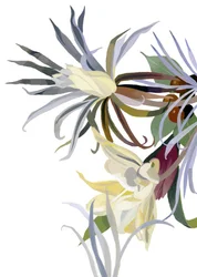 Elegante, baardachtige bloemen