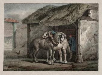 Boerenpaard