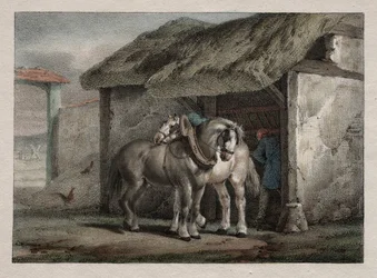 Boerenpaard