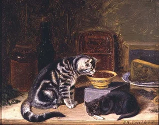 Twee katten