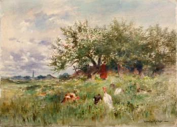 Kijken naar de kalkoenen