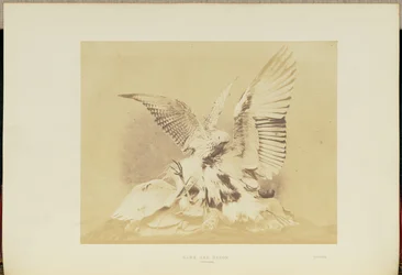 Havik en reiger