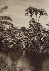 Mexico: bananen en papaja