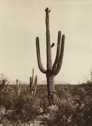 Mexico: "Cereus giganteus" in de omgeving van Magdalena, Sonora State (z/w foto)