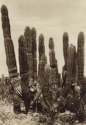Mexico: Guaymas, "Cereus Pringlei", Estado Sonora (zwart-wit foto)