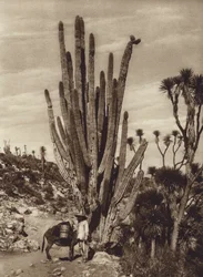 Mexico: Salinas de Tehuacan met "Pilocereus Tetezo" (zwart-wit foto)