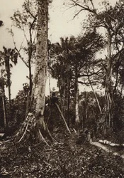 Mexico: Tamasopo, Panorama van oerwoud (z/w foto)