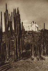 Mexico: Zapottlan, "Cereus bavosus" (z/w foto)