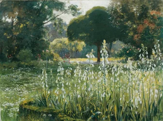 Zomerhyacinten (Galtonia)