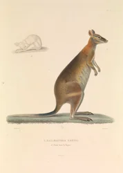 De Halmature Thetis