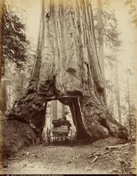 Deel van "Wawona", 28 voet diameter, 275 voet hoog, Mariposa Grove