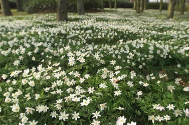 Lente-anemonen