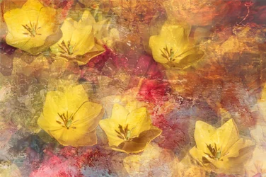Getextureerde gele tulpen