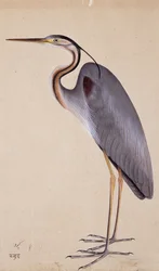 Een reiger, ca. 1820