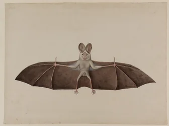 Aziatische Kleine Valse Vampiervleermuis, ca. 1790