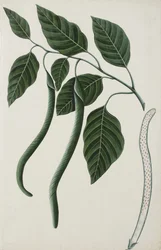 Vruchten en bladeren van een van de Bignoniaceae, 1785-89