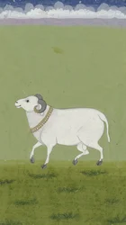 Ram met gouden halsband, 1700-1799