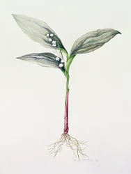 Lelietje-van-dalen, 1995