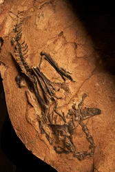 Een tandeloze Ceratosaurus bij het Instituut voor Vertebratenpaleontologie en Paleoantropologie in Xiaotangshan, Noord-Beijing, China.