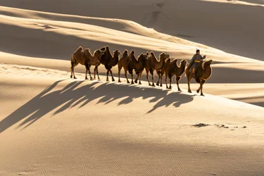 Een kameeldrijver leidt zijn Bactrische kamelen bij de Khongoryn Els zandduinen in de zuidelijke Gobi, 2018