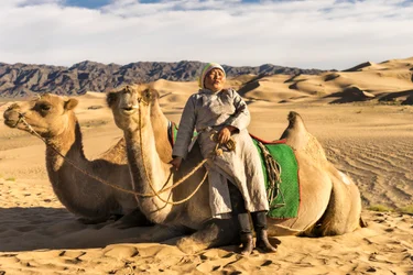 Een vrouw die rust met kamelen in de Zuid-Gobi woestijn, Mongolië