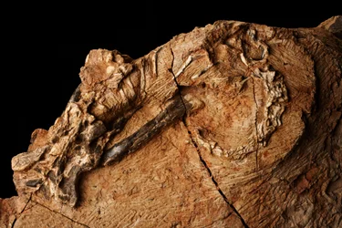 Een onbekende dinosaurus bij het Instituut voor Vertebraten Paleontologie en Paleoantropologie in Xiaotangshan, Noord-Beijing, China.