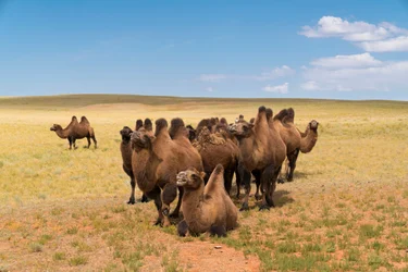 Bactrische kamelen in de zuidelijke Gobi-woestijn in Zuid-Mongolië, 2016