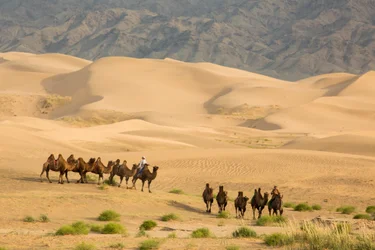 Karavaan van Bactrische kamelen in de Zuid-Gobi woestijn, Mongolië