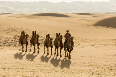 Karavaan van Bactrische kamelen in de Zuid-Gobi-woestijn, Mongolië, 2013
