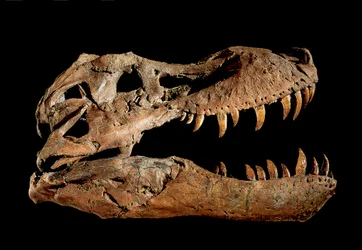 Fossiele schedel van Tyrannosaurus Rex "Sue"