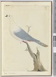 Duif, Nieuw-Caledonië, 1772-75