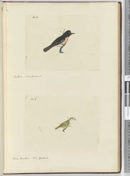 Waaierstaart, Nieuw-Zeeland Kleine waaierstaart, Nieuw-Zeeland, 1772-75
