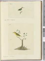Kleine waaierstaart, Nieuw-Zeeland Mockingbird, Nieuw-Zeeland, 1772-75