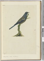 De poya vogel, koekoek. Nieuw-Zeeland, 1772-75