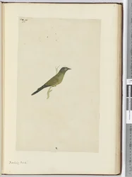Spotvogel, 1772-75