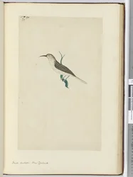 Kleine koekoek. Nieuw-Zeeland, 1772-75