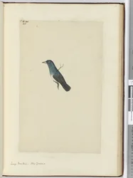 Grote waaierstaart. Nieuw-Zeeland, 1772-75
