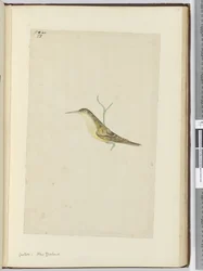 Koekoek. Nieuw-Zeeland, 1772-75