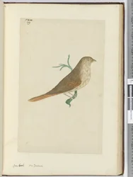 Dikbek. Nieuw-Zeeland, 1772-75