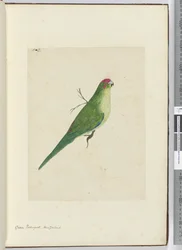 Groene parkiet, Nieuw-Zeeland, 1772-75