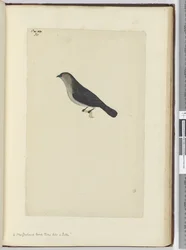 Een Nieuw-Zeelandse vogel tam als een roodborstje, 1772-75
