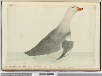 Eend genaamd Racehorse vanwege zijn snelheid op het water maar kan niet vliegen. Staten Island Tierra del Fuego. Woog 29 lbs, 1772-75