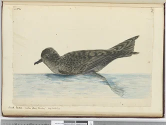 Zwarte pintado. Moeder Careys Kip. Hoge zuidelijke breedtegraad, 1772-75